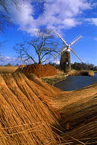 Bundled reeds and windmill, How Hill, Norfolk, England.