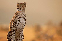 Cheetah  female 'Frisky' Masai Mara NP Kenya.