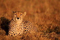 Cheetah {Acinonyx jubatus} female 'Frisky' Masai Mara NP Kenya.