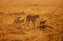 Cheetah female + three cubs {Acinonyx jubatus} 'Frisky' & 3rd litter. Masai Mara Kenya