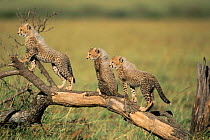 Cheetah cubs playing together {Acinonyx jubatus} Masai Mara, Kenya. 'Frisky's' litter