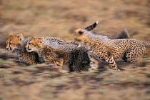 Cheetah cubs playing together {Acinonyx jubatus} Masai Mara, Kenya. 'Frisky's' litter