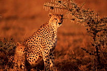 Cheetah female + cub {Acinonyx jubatus} Masai Mara, Kenya.  'Frisky' with one of 3rd litter.