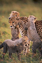 Cheetah female + cubs playing {Acinonyx jubatus} Masai Mara, Kenya. 'Frisky' with one of 3rd litter.
