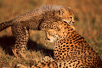 Cheetah female + cub playing {Acinonyx jubatus} Masai Mara, Kenya.  'Frisky' with one of 3rd litter.