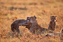 Cheetah female + two cubs playing {Acinonyx jubatus} Masai Mara, Kenya. 'Frisky' with one of 3rd litter.