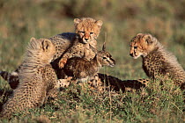 Cheetah cubs learning to hunt with Thomsons gazelle fawn provided by their mother, Masai Mara, Kenya.