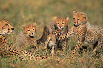 Cheetah cubs learning to hunt with Thomson's gazelle fawn provided by their mother.