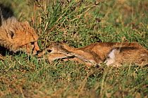 Cheetah cub learning to hunt, Masai Mara, Kenya. With Thomson's gazelle fawn provided by 'Frisky' their mother.