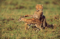 Cheetah cub learning to hunt, Masai Mara, Kenya. With Thomson's gazelle fawn provided by 'Frisky' its mother.