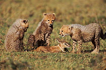 Cheetah cubs learning to hunt, Masai Mara, Kenya. With Thomson's gazelle fawn provided by 'Frisky' their mother.