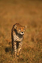 Cheetah female stalking prey {Acinonyx jubatus} Masai Mara, Kenya. 'Frisky' hunting
