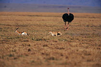 Cheetah female chasing prey {Acinonyx jubatus} Masai Mara, Kenya. 'Frisky' hunting