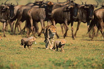 Cheetah female with two cubs passing in front of wildebeest herd. Kenya Masai Mara. 'Frisky' and two of 3rd litter
