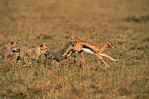 Cheetah cubs hunting, Masai Mara, Kenya. Chasing Thomson's gazelle fawn, 'Frisky's' 3rd litter learning