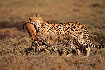 Cheetah female and cub carrying prey together Masai Mara, Kenya.