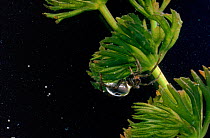 European water spider underwater, Southern England
