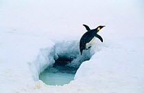 Emperor penguin leaving sea via seal breathing hole in ice {Apenodytes forsteri}
