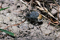 Wolf spider female with young emerging from eggsac on back {Pardosa prativaga} UK