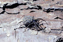 Wolf spider female carrying babies on her back {Pardosa prativaga} UK