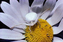 Goldenrod spider / crab spider (Misumena vatia) female camouflaged on ox-eye daisy flower, UK