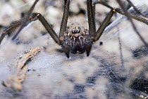 House spider immature male {Tegenaria gigantea} UK