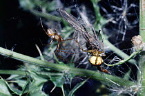 Orb web spider courtship - male (left) offers prey to female. {Meta segmentata} UK