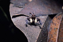 Dead leaf jumping spider male in rainforest {Portia labiata} Sumatra