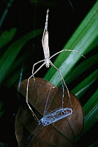Net casting spider female with net ready to catch prey {Deinopis / Dinopis sp} rainforest, Brazil, South America