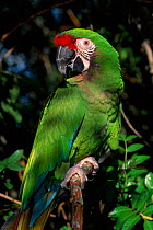 Military macaw {Ara militaris}