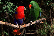Eclectus parrots: male (right) and female (left)