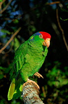 Green cheeked amazon parrot