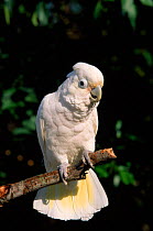 Goffin's cockatoo (Cactua goffiniana)