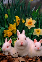 Netherland dwarf rabbits, mother and babies, amongst daffodils.