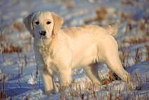 Golden retriever puppy in snow. {Canis familiaris} ORIGINAL TRANSPARENCY LOST BEMROSE