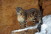Snow leopard portrait (Panthera uncia)