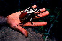 Goliath beetle on hand, Epulu Ituri reserve, DR Congo (formerly Zaire)