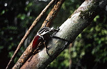 Goliath beetle on tree (Goliathus sp) Ituri Epulu reserve, Democratic Republic of Congo