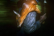 Dead Black fronted duiker {Cephalophus nigrifrons} being carried by poacher, Virunga NP, Congo