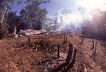 Recent slash and burn clearance of tropical rainforest for agricultural use, Ituri Epulu rainforest reserve, Republic of Congo