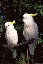 Two Lesser sulphur crested cockatoos (Cacatua sulphurea sulphurea) captive