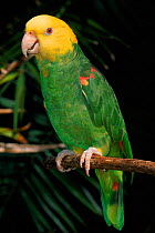 Yellow headed amazon parrot.