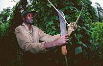 Park warden destroys snare set for antelope, bushmeat practice, Virunga NP, Democratic Republic of Congo (formerly Zaire), Central Africa