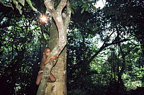 Portrait of Bambuti pygmy child climbing tree, Epulu Ituri reserve, Congo Zaire
