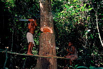 Bambuti pygmies felling forest tree. Epulu Ituri reserve, DR Congo (formerly Zaire).