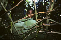 Bambuti pygmy woman making hut from Mangongo leaves, Epulu Ituri reserve, Democratic Republic of Congo (formerly Zaire) Central Africa