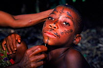 Bambuti pygmy face painting with charcoal and plant juices. Epulu Ituri reserve, DR Congo (formerly Zaire).