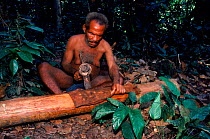Bambuti pygmy prepares bark cloth using elephant tusk hammer. Epulu Ituri reserve, DR Congo (formerly Zaire)