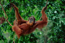 Orang utan (Pongo abelii) young male resting on liana. Gunung Leuser NP Indonesia