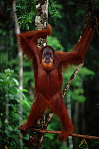 Orang utan young male {Pongo abelii} standing in tree Gunung Leuser NP Indonesia